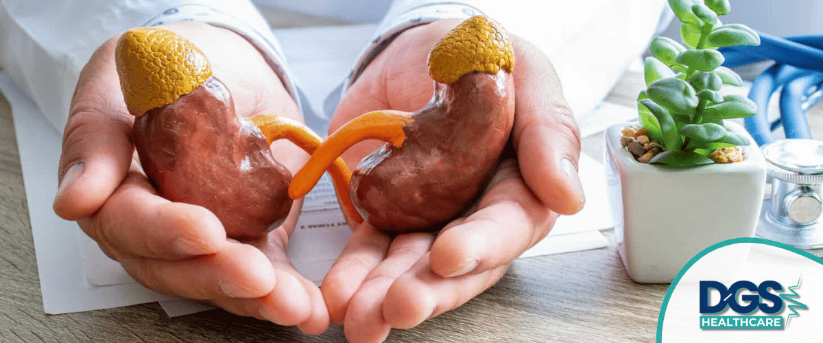 Hands holding model of human kidneys nephrology-treatment-in-turkey