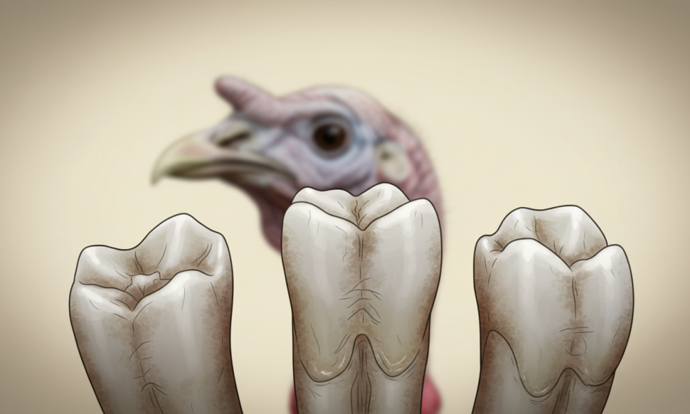How Long Do Turkey Teeth Last