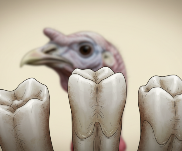 How Long Do Turkey Teeth Last
